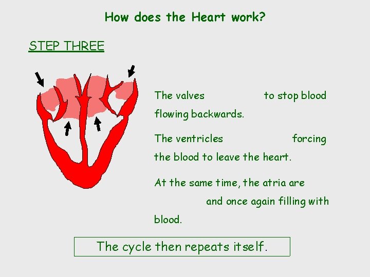 How does the Heart work? STEP THREE The valves to stop blood flowing backwards.