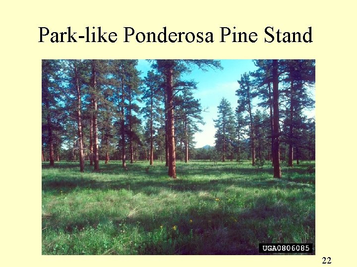 Park-like Ponderosa Pine Stand 22 
