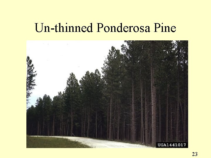 Un-thinned Ponderosa Pine 23 