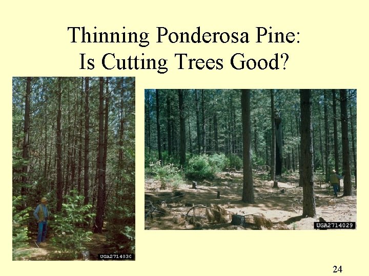 Thinning Ponderosa Pine: Is Cutting Trees Good? 24 