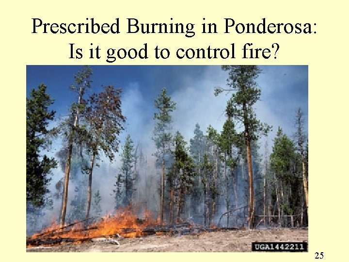 Prescribed Burning in Ponderosa: Is it good to control fire? 25 