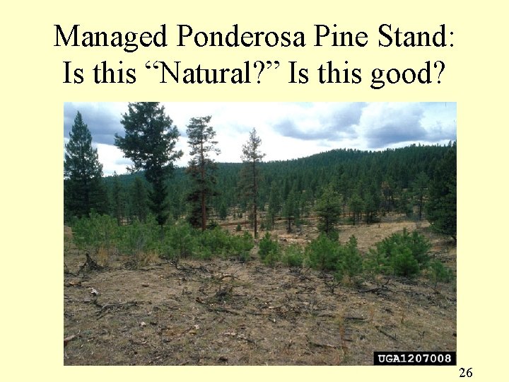 Managed Ponderosa Pine Stand: Is this “Natural? ” Is this good? 26 