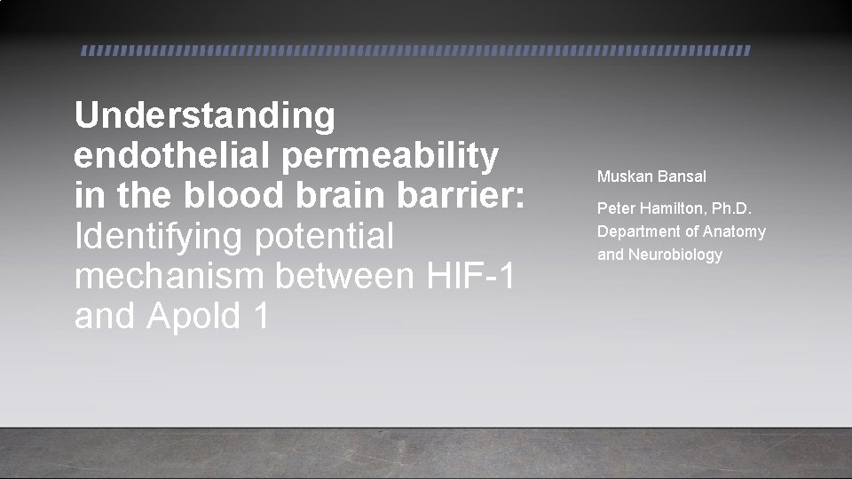 Understanding endothelial permeability in the blood brain barrier: Identifying potential mechanism between HIF-1 and