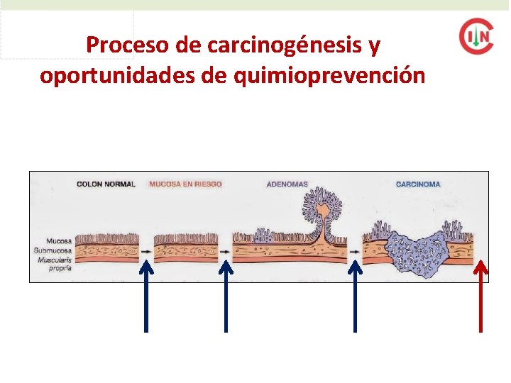 Proceso de carcinogénesis y oportunidades de quimioprevención 