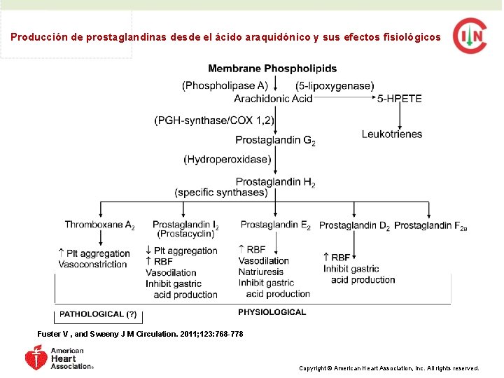 Producción de prostaglandinas desde el ácido araquidónico y sus efectos fisiológicos Fuster V ,