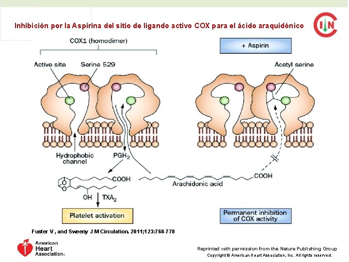 Inhibición por la Aspirina del sitio de ligando activo COX para el ácido araquidónico