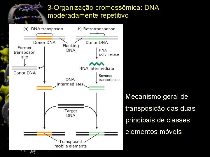 3 -Organização cromossômica: DNA moderadamente repetitivo Mecanismo geral de transposição das duas principais de