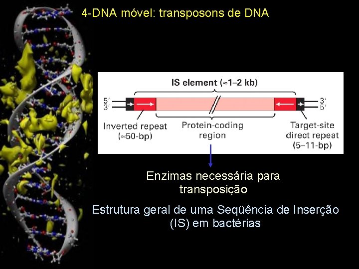 4 -DNA móvel: transposons de DNA Enzimas necessária para transposição Estrutura geral de uma