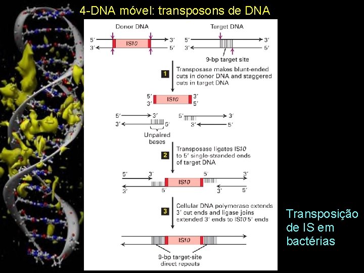 4 -DNA móvel: transposons de DNA Transposição de IS em bactérias 12 