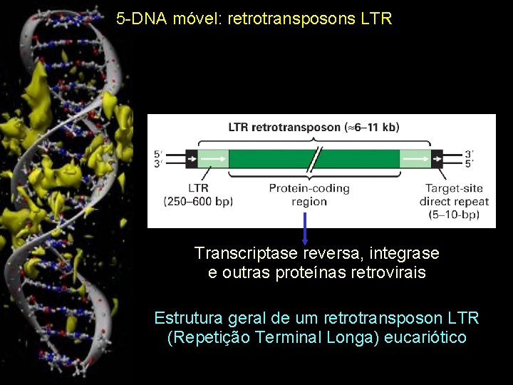 5 -DNA móvel: retrotransposons LTR Transcriptase reversa, integrase e outras proteínas retrovirais Estrutura geral