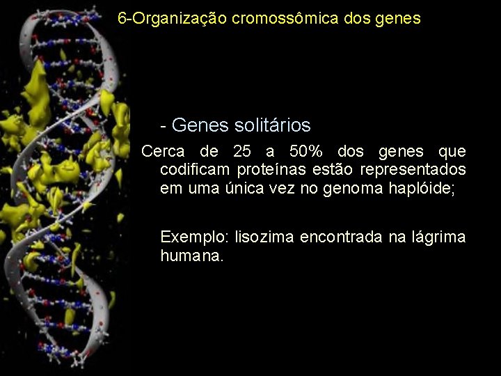 6 -Organização cromossômica dos genes - Genes solitários Cerca de 25 a 50% dos
