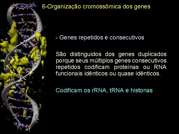 6 -Organização cromossômica dos genes • - Genes repetidos e consecutivos - São distinguidos