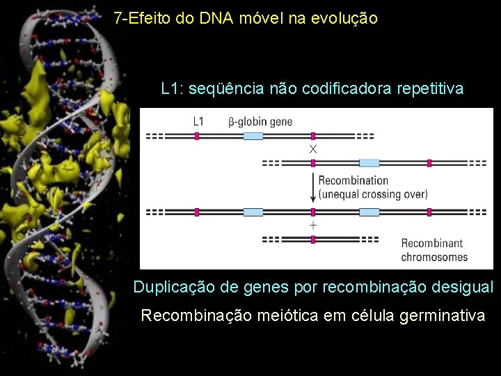 7 -Efeito do DNA móvel na evolução L 1: seqüência não codificadora repetitiva Duplicação