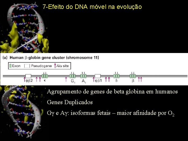 7 -Efeito do DNA móvel na evolução Agrupamento de genes de beta globina em