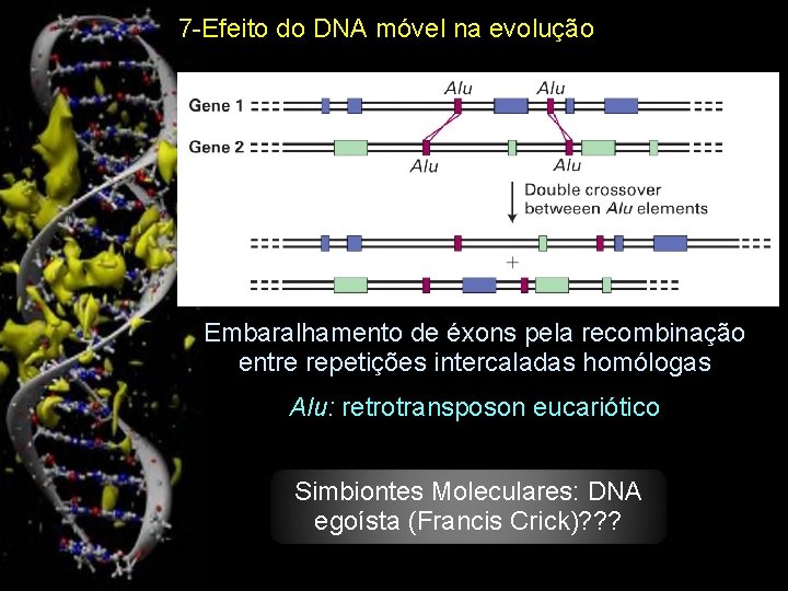7 -Efeito do DNA móvel na evolução Embaralhamento de éxons pela recombinação entre repetições