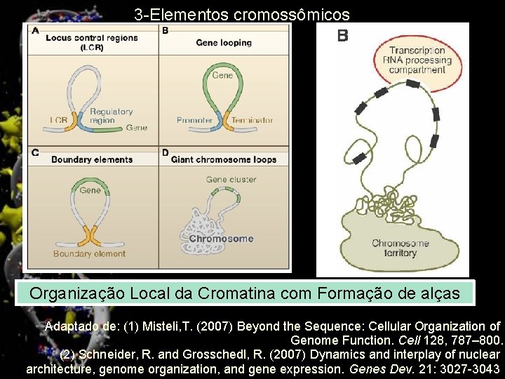 3 -Elementos cromossômicos Organização Local da Cromatina com Formação de alças 2 Adaptado de: