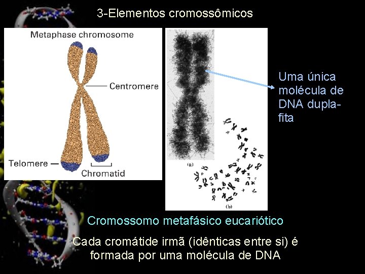 3 -Elementos cromossômicos Uma única molécula de DNA duplafita Cromossomo metafásico eucariótico Cada cromátide