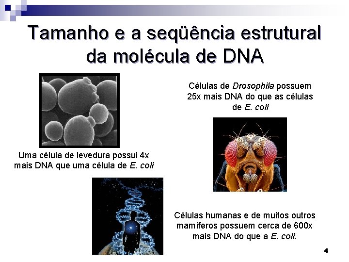 Tamanho e a seqüência estrutural da molécula de DNA Células de Drosophila possuem 25