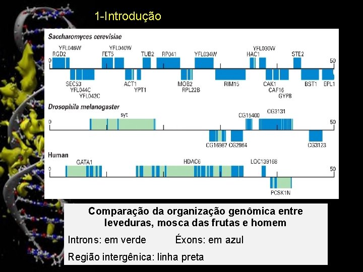 1 -Introdução Comparação da organização genômica entre leveduras, mosca das frutas e homem Introns:
