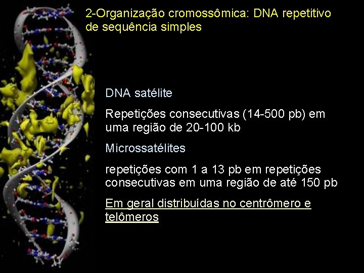 2 -Organização cromossômica: DNA repetitivo de sequência simples DNA satélite Repetições consecutivas (14 -500