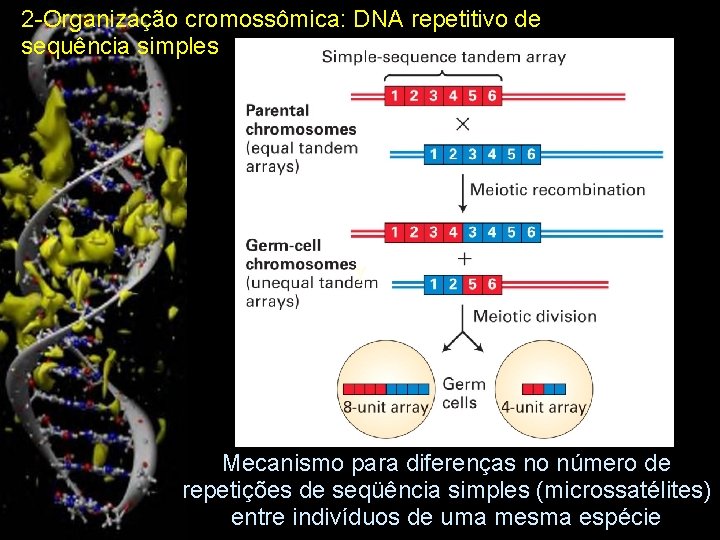 2 -Organização cromossômica: DNA repetitivo de sequência simples γ 8 Mecanismo para diferenças no