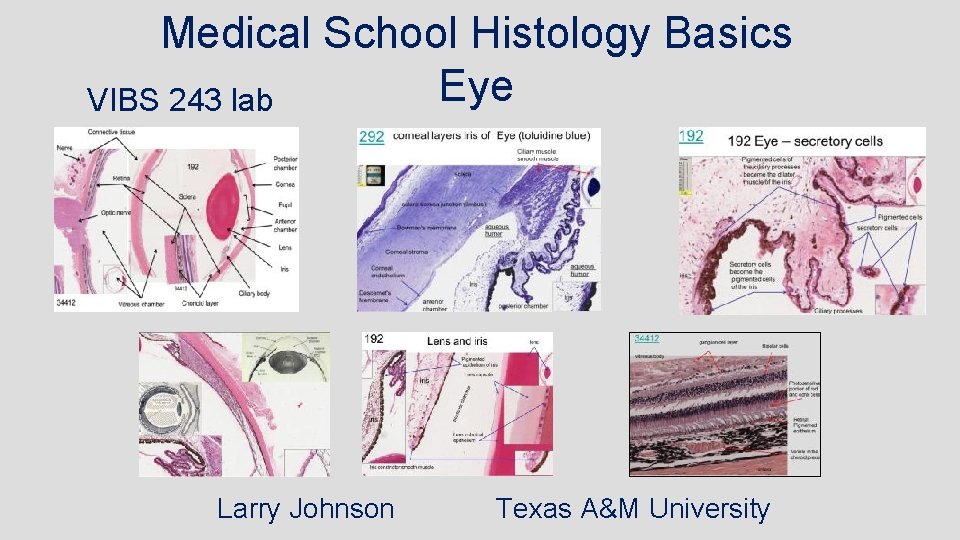 Medical School Histology Basics Eye VIBS 243 lab Larry Johnson Texas A&M University 