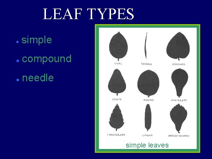 LEAF TYPES simple compound needle simple leaves 