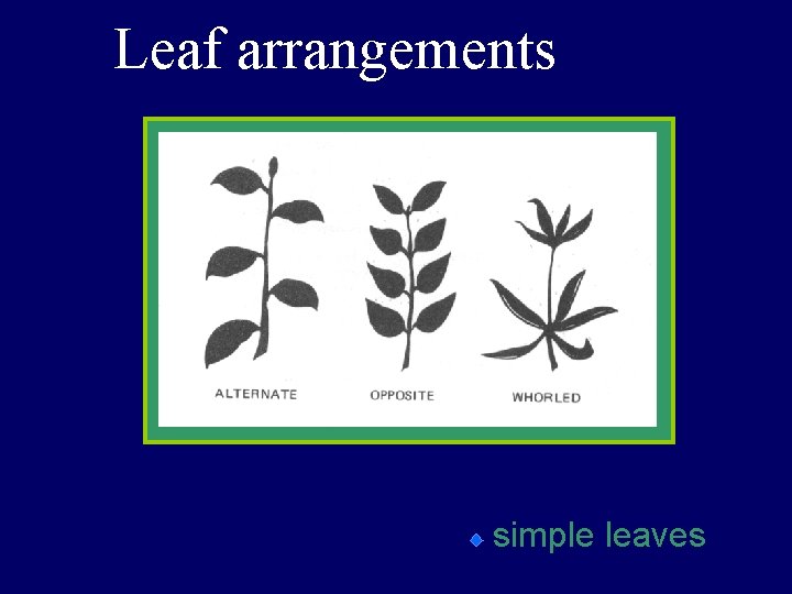 Leaf arrangements simple leaves 