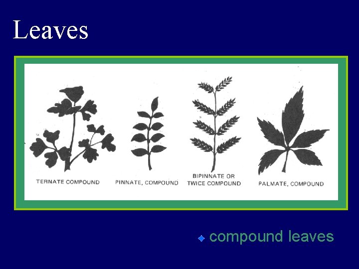 Leaves compound leaves 