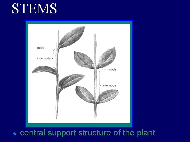 STEMS central support structure of the plant 