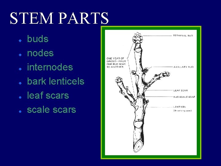 STEM PARTS buds nodes internodes bark lenticels leaf scars scale scars 