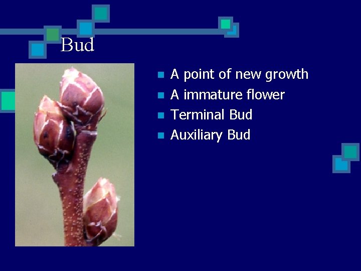 Bud n n A point of new growth A immature flower Terminal Bud Auxiliary