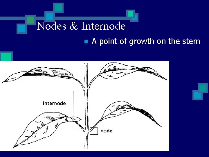 Nodes & Internode n A point of growth on the stem 