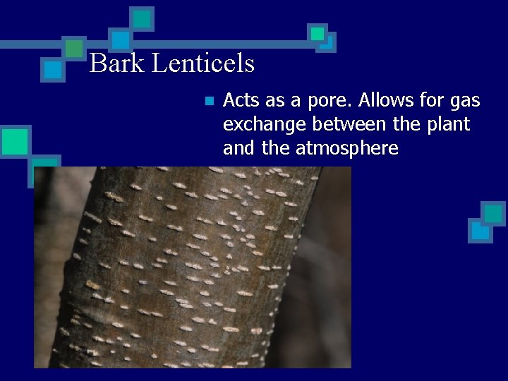 Bark Lenticels n Acts as a pore. Allows for gas exchange between the plant