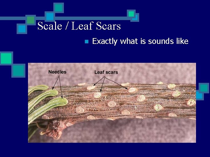 Scale / Leaf Scars n Exactly what is sounds like 