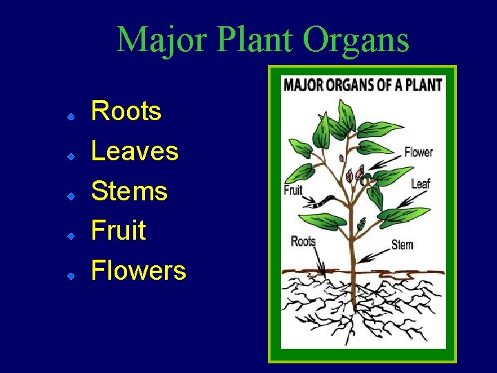 Major Plant Organs Roots Leaves Stems Fruit Flowers 