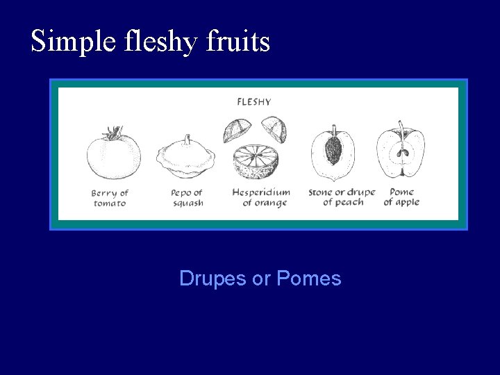 Simple fleshy fruits Drupes or Pomes 