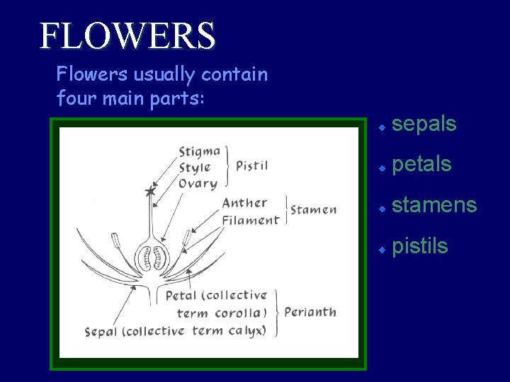 FLOWERS Flowers usually contain four main parts: sepals petals stamens pistils 