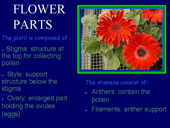FLOWER PARTS The pistil is composed of : Stigma: structure at the top for