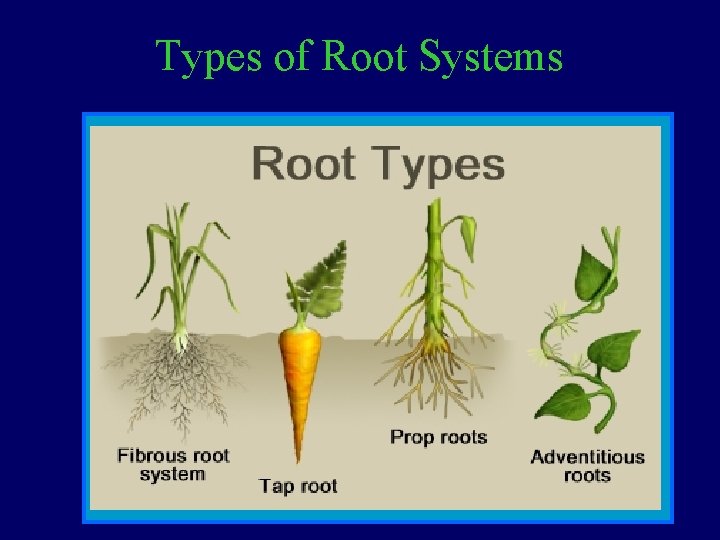 Types of Root Systems 