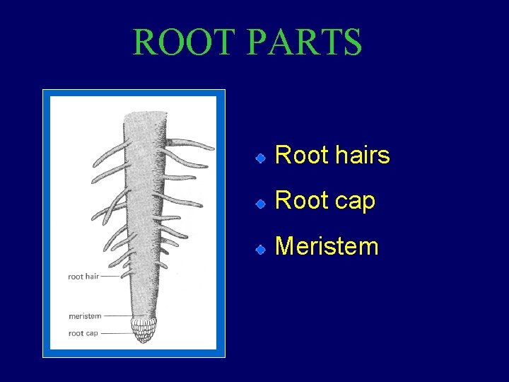 ROOT PARTS Root hairs Root cap Meristem 