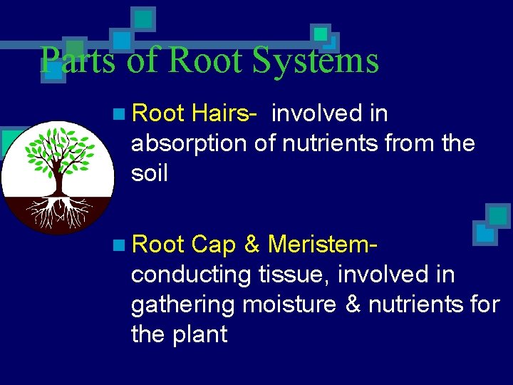 Parts of Root Systems n Root Hairs- involved in absorption of nutrients from the