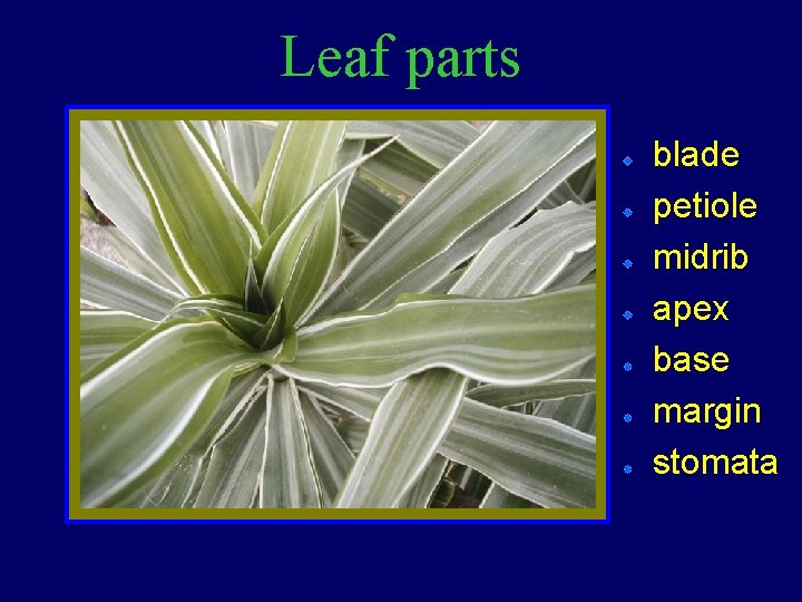 Leaf parts blade petiole midrib apex base margin stomata 