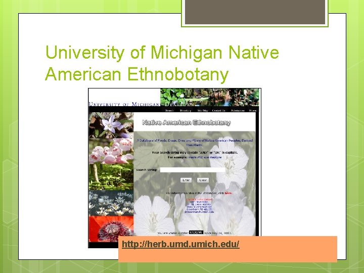 University of Michigan Native American Ethnobotany http: //herb. umd. umich. edu/ 