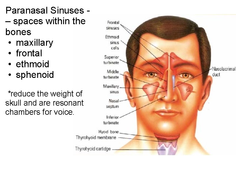 Paranasal Sinuses - – spaces within the bones • maxillary • frontal • ethmoid Paranasal Sinuses - – spaces within the bones • maxillary • frontal • ethmoid