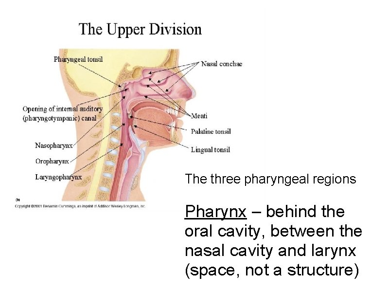 The three pharyngeal regions Pharynx – behind the oral cavity, between the nasal cavity The three pharyngeal regions Pharynx – behind the oral cavity, between the nasal cavity