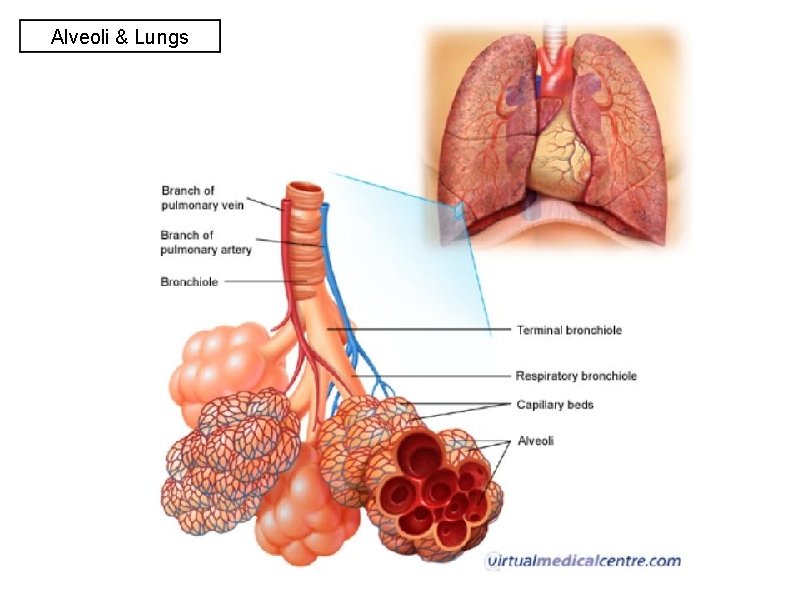 Alveoli & Lungs Alveoli & Lungs