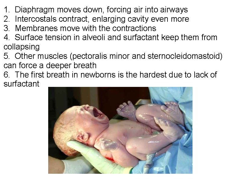 1. Diaphragm moves down, forcing air into airways 2. Intercostals contract, enlarging cavity even 1. Diaphragm moves down, forcing air into airways 2. Intercostals contract, enlarging cavity even