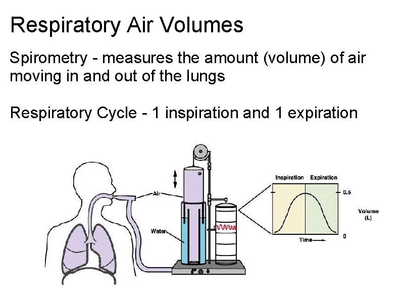 Respiratory Air Volumes Spirometry - measures the amount (volume) of air moving in and Respiratory Air Volumes Spirometry - measures the amount (volume) of air moving in and