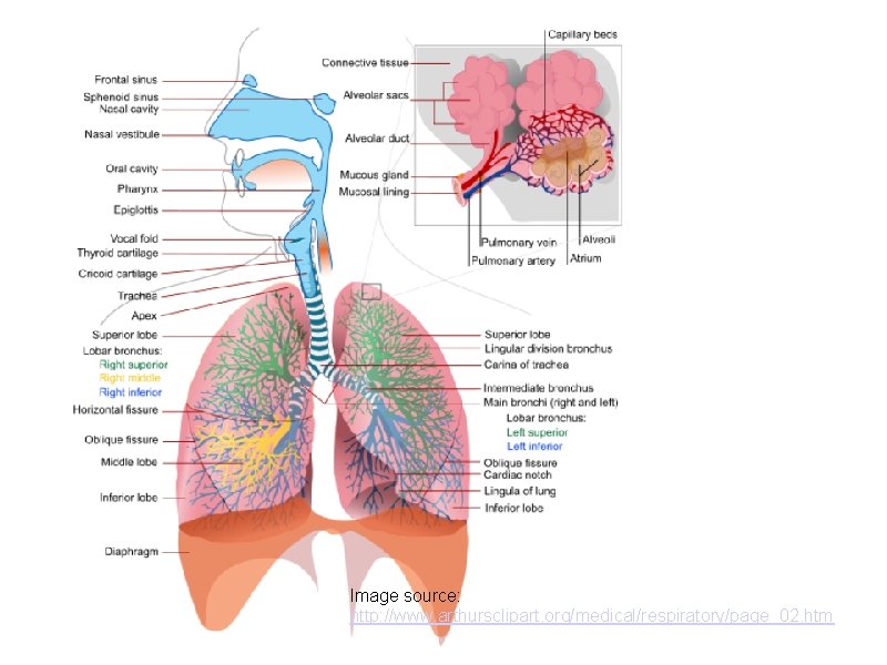Image source: http: //www. arthursclipart. org/medical/respiratory/page_02. htm Image source: http: //www. arthursclipart. org/medical/respiratory/page_02. htm